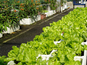 新店焚化廠廠區剪影-溫室